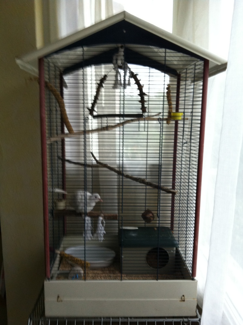 nouvel cage ou voliere  Piwi_c10