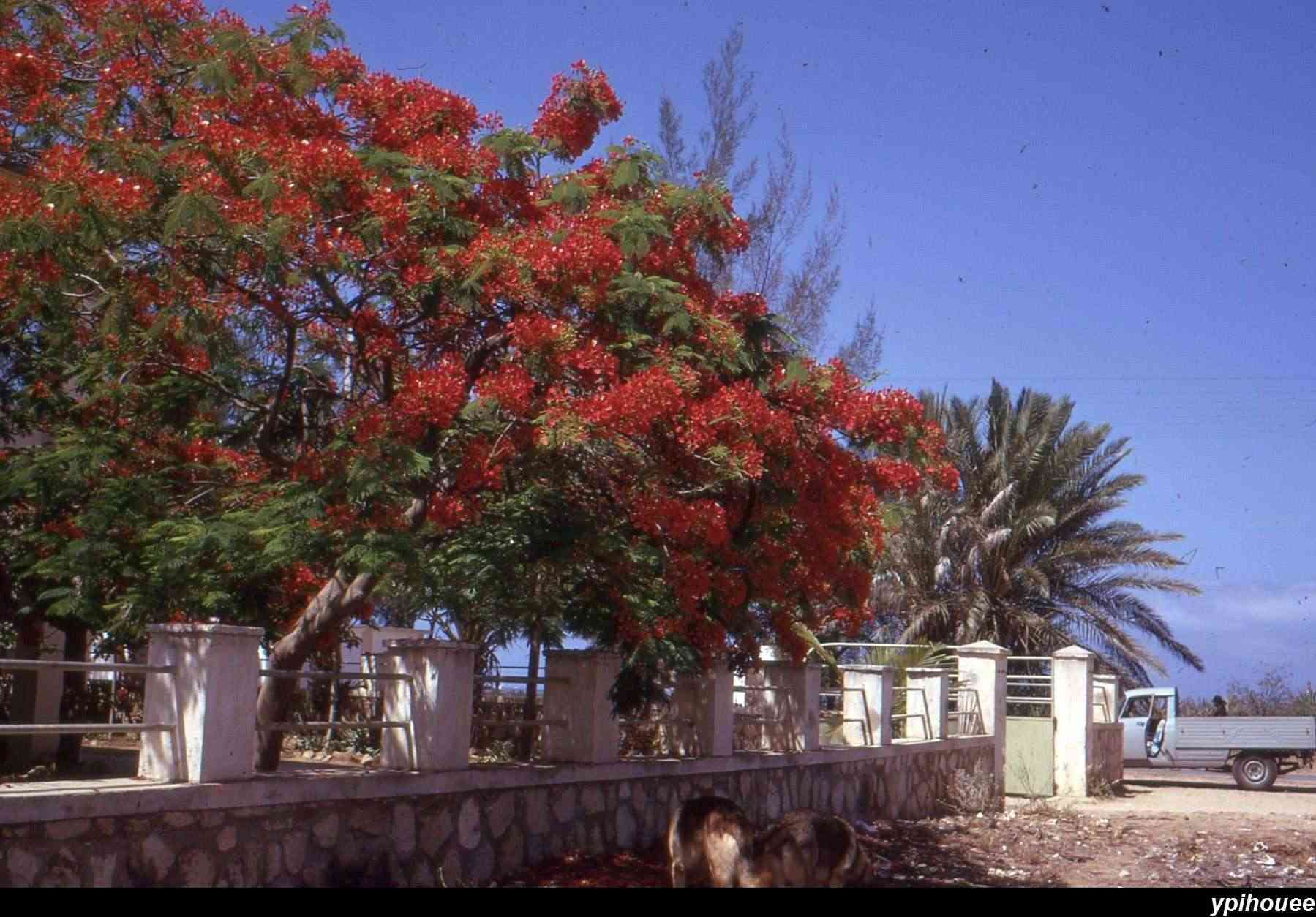 [Campagne] TULEAR - IFATY - SAINT-AUGUSTIN - ANAKAO - Page 37 Img64310