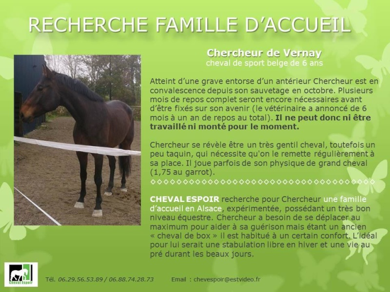 CHERCHEUR DE VERNAY - cheval de sport belge de 2008 Cherch10