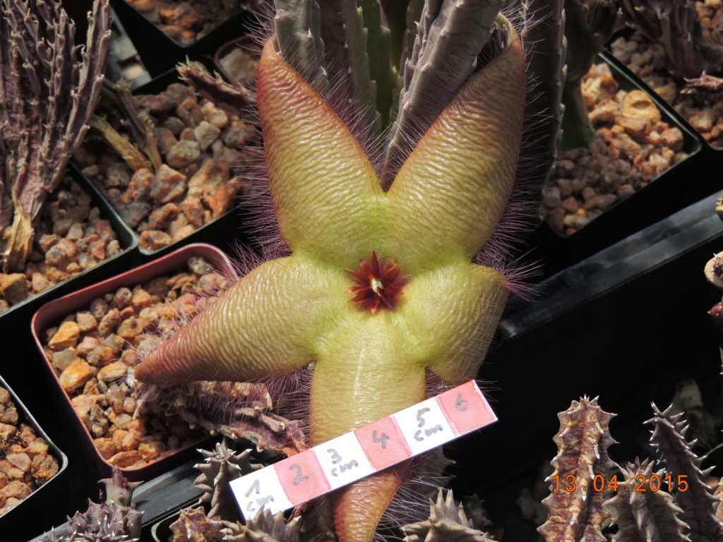 Cacti and Sukkulent in Köln, every day new flowers in the greenhouse Part 227 9078510