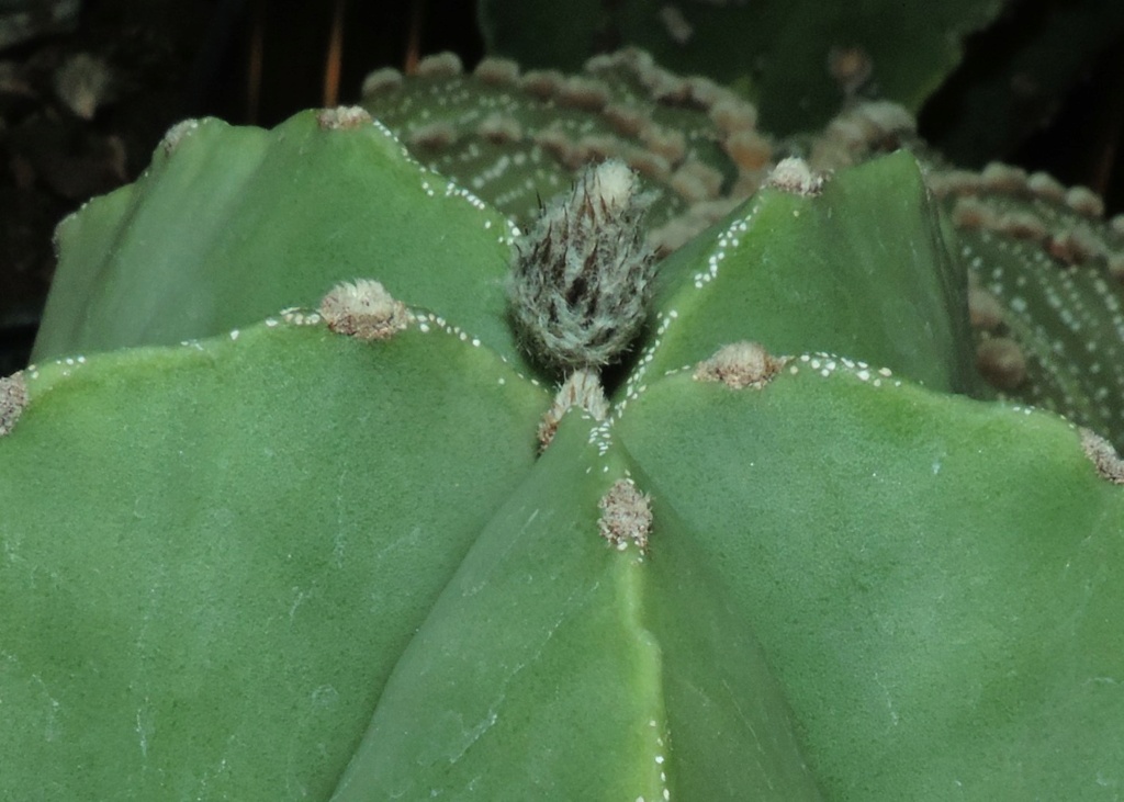 Cacti and Sukkulent in Köln, every day new flowers in the greenhouse Part 282 Bil10017