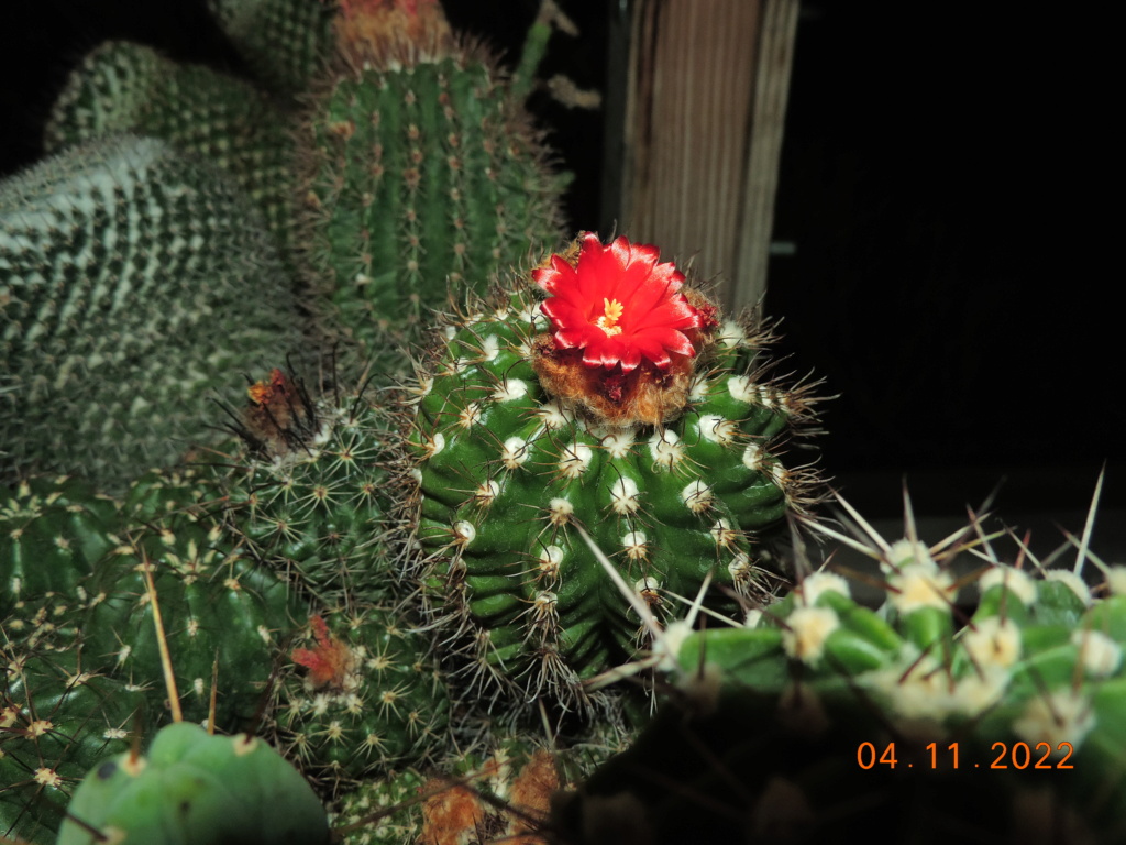 Cacti and Sukkulent in Köln, every day new flowers in the greenhouse Part 282 Bil10028