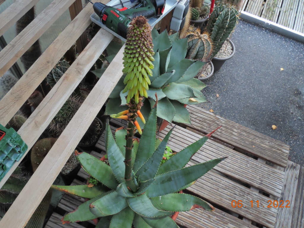 Cacti and Sukkulent in Köln, every day new flowers in the greenhouse Part 282 Bil10032