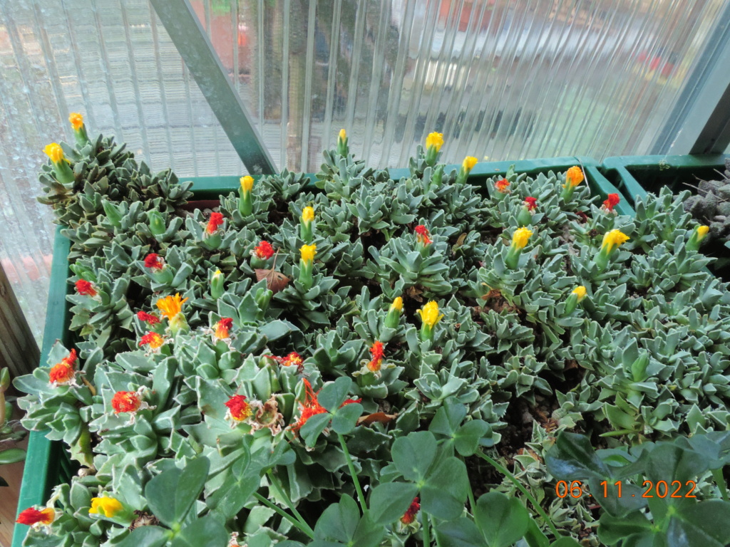 Cacti and Sukkulent in Köln, every day new flowers in the greenhouse Part 282 Bil10033