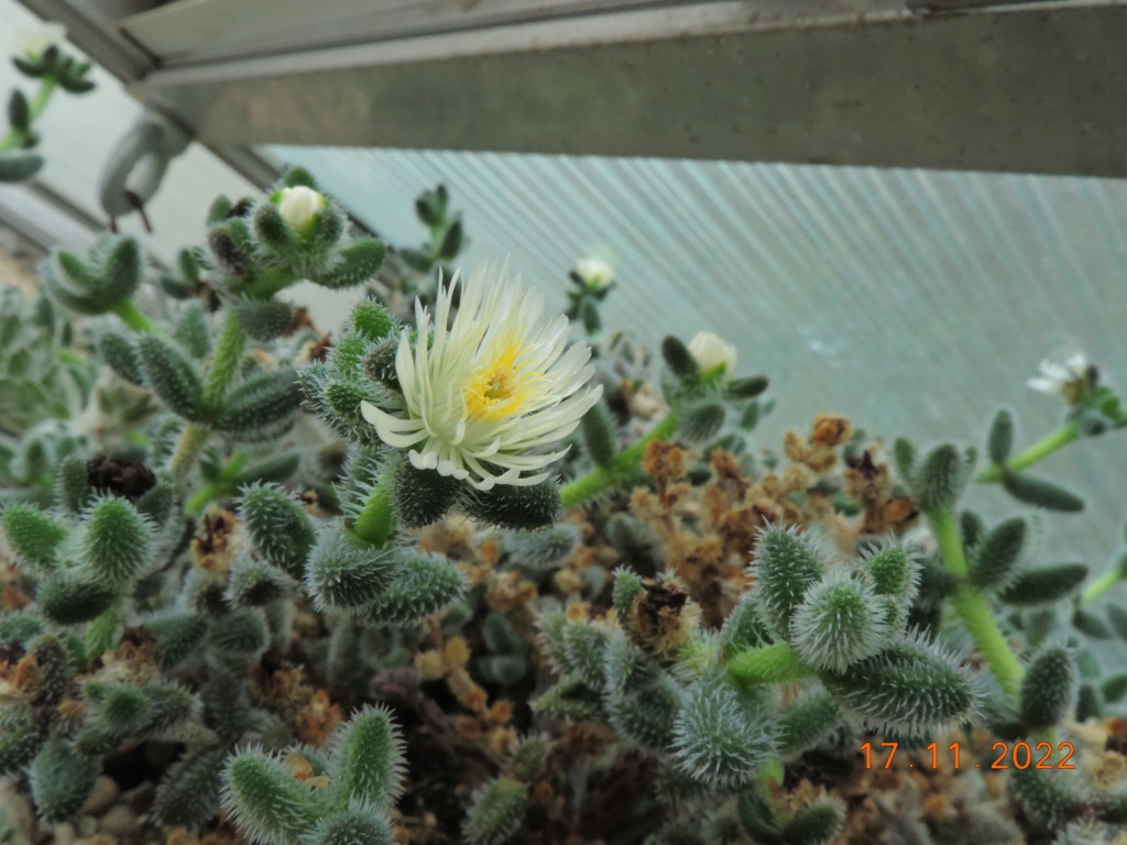 Cacti and Sukkulent in Köln, every day new flowers in the greenhouse Part 282 Bil10060