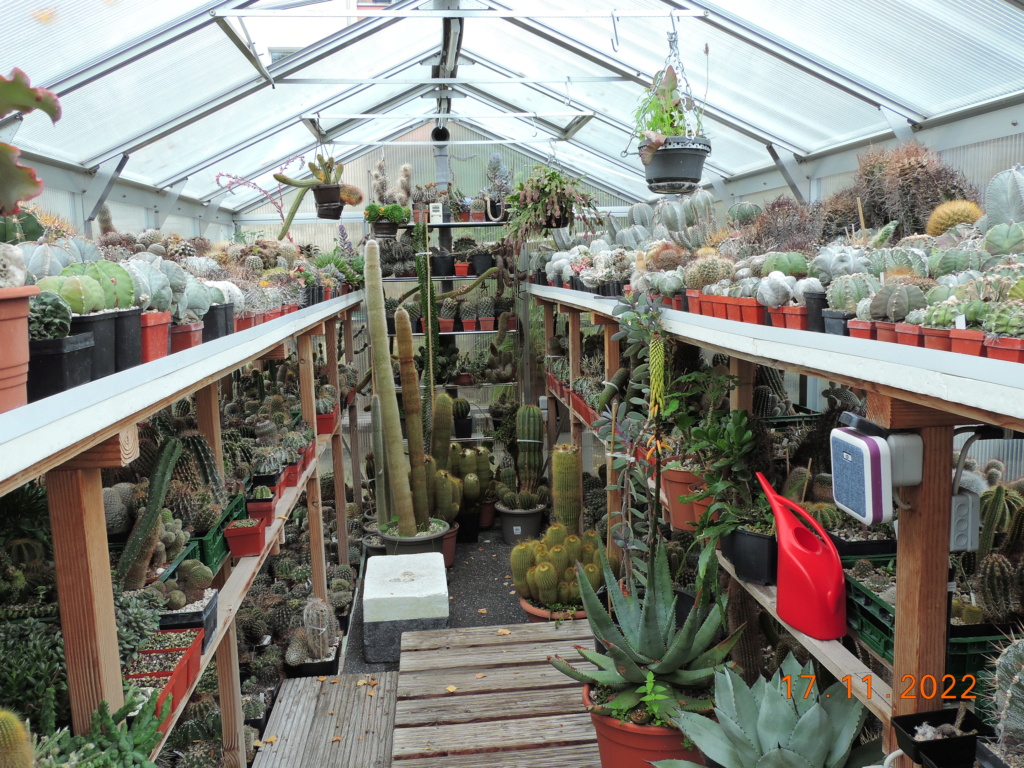 Cacti and Sukkulent in Köln, every day new flowers in the greenhouse Part 282 Bil10065