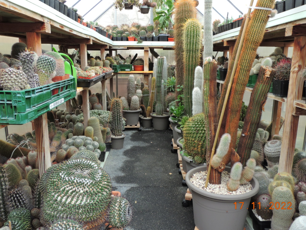 Cacti and Sukkulent in Köln, every day new flowers in the greenhouse Part 282 Bil10066