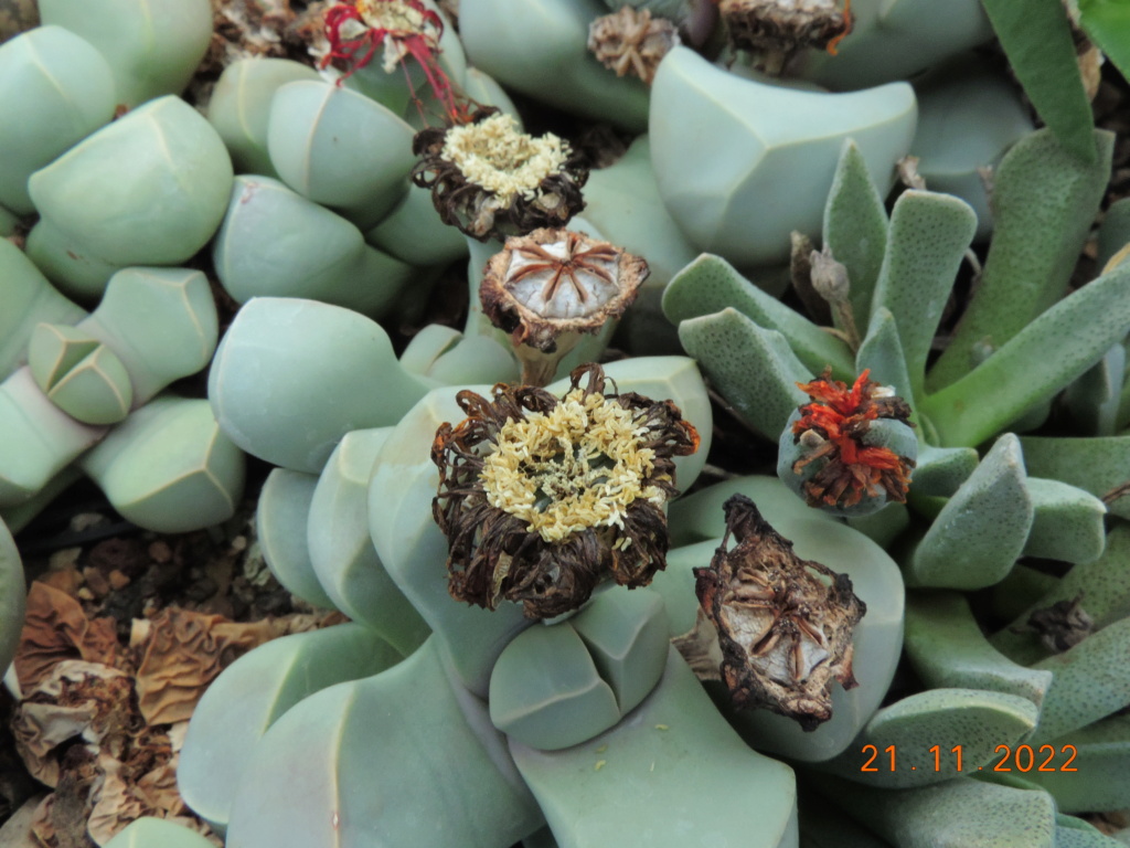 Cacti and Sukkulent in Köln, every day new flowers in the greenhouse Part 282 Bil10075