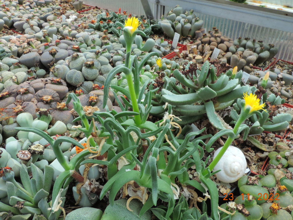 Cacti and Sukkulent in Köln, every day new flowers in the greenhouse Part 282 Bil10080