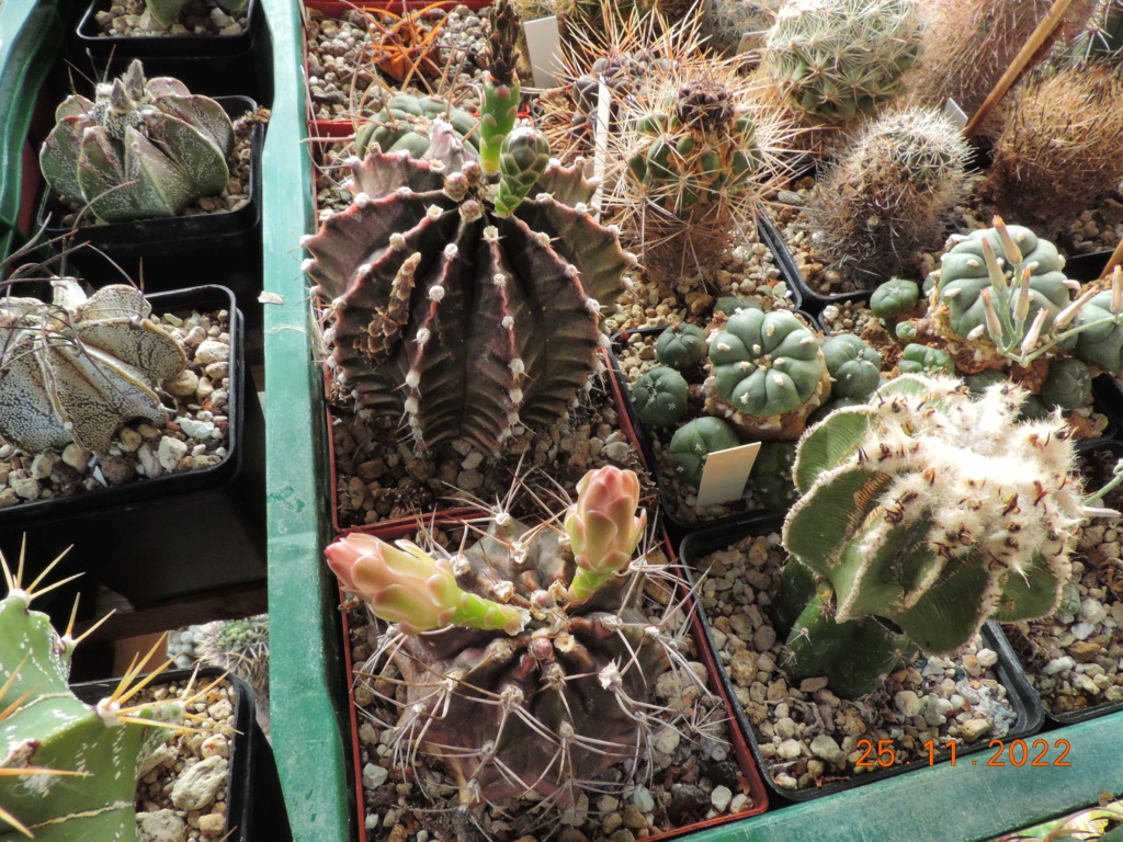 Cacti and Sukkulent in Köln, every day new flowers in the greenhouse Part 282 Bil10085