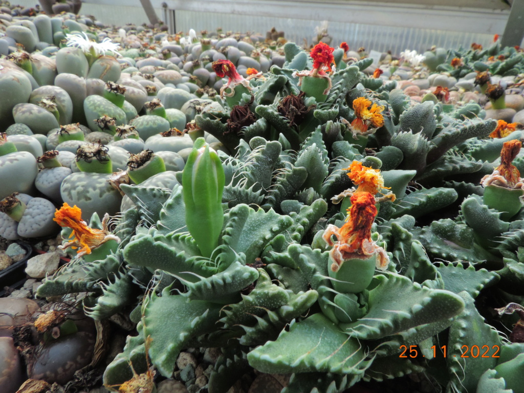 Cacti and Sukkulent in Köln, every day new flowers in the greenhouse Part 282 Bil10086