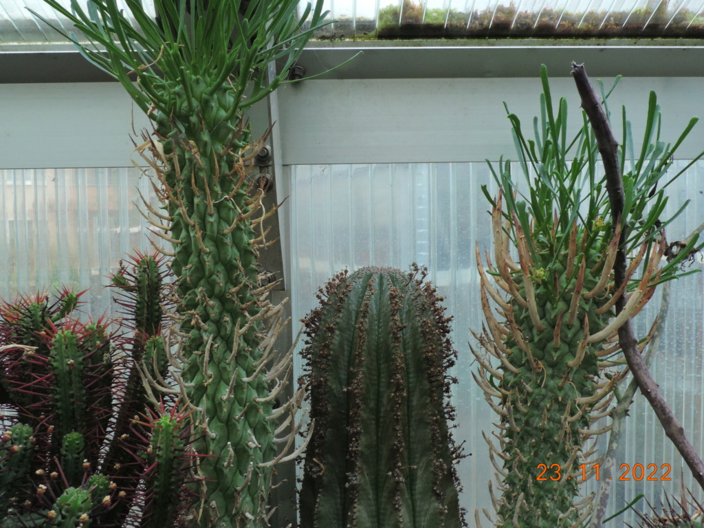 Cacti and Sukkulent in Köln, every day new flowers in the greenhouse Part 282 Bil10089