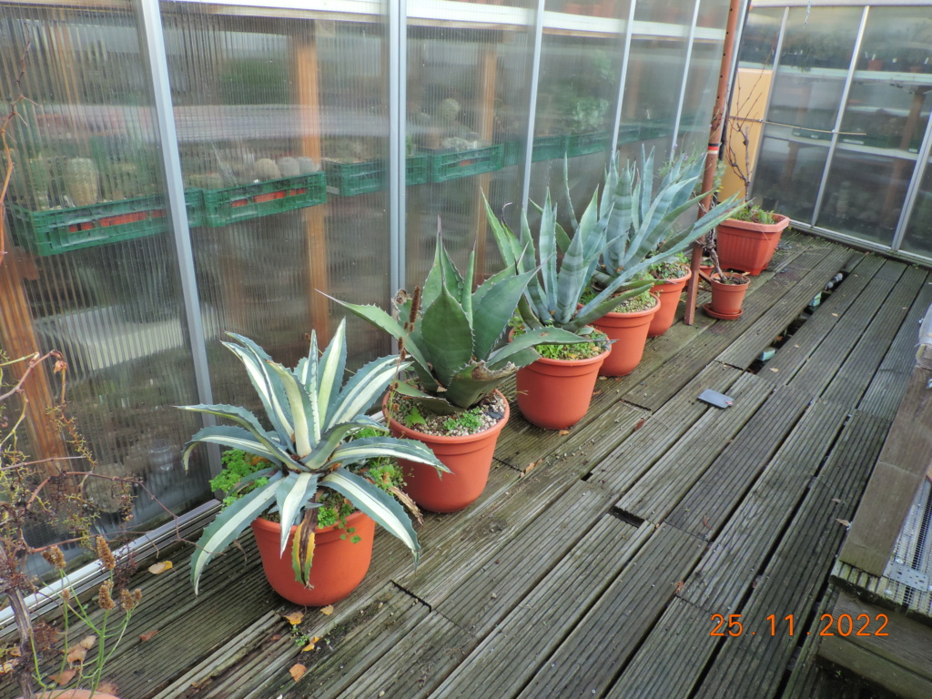 Cacti and Sukkulent in Köln, every day new flowers in the greenhouse Part 282 Bil10094