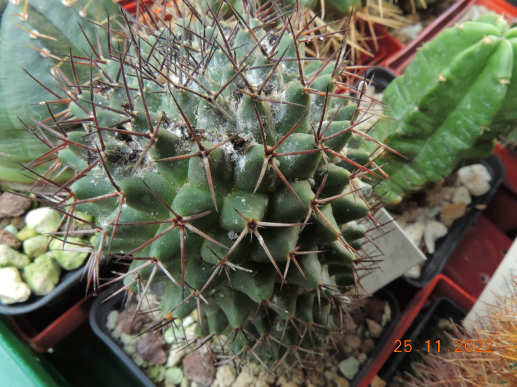 Cacti and Sukkulent in Köln, every day new flowers in the greenhouse Part 282 Bil10095
