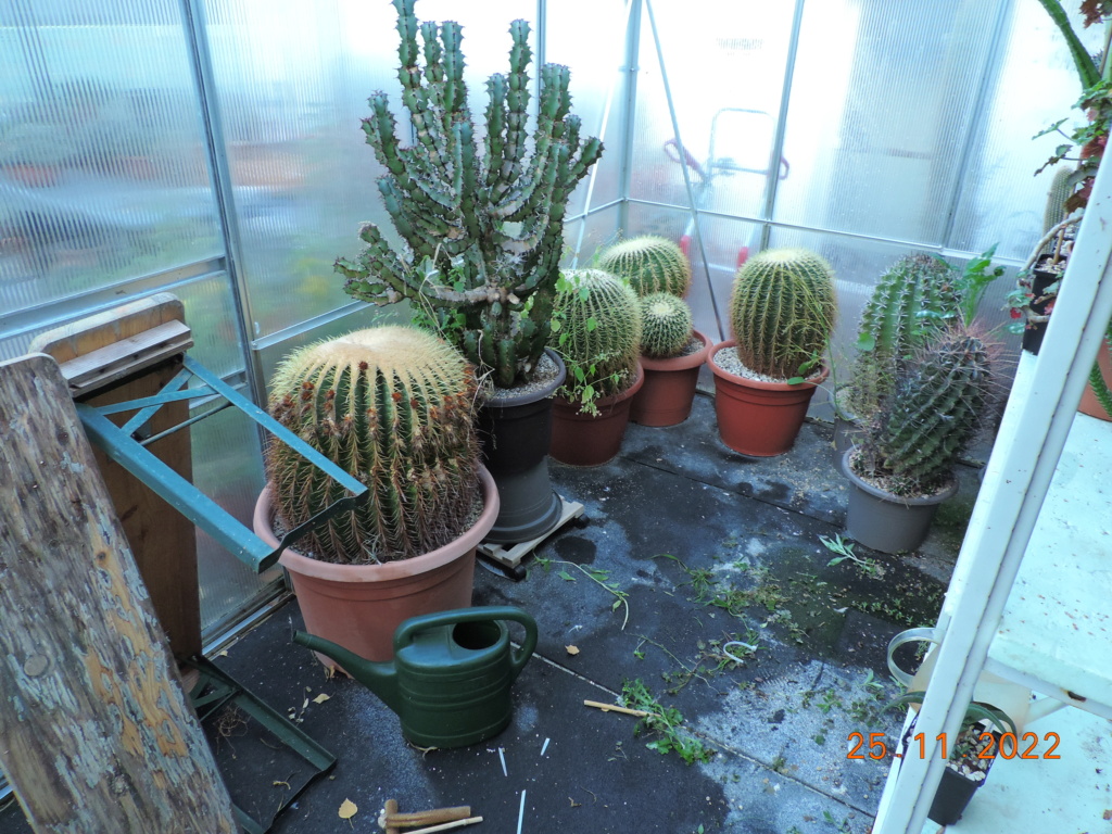 Cacti and Sukkulent in Köln, every day new flowers in the greenhouse Part 282 Bil10099