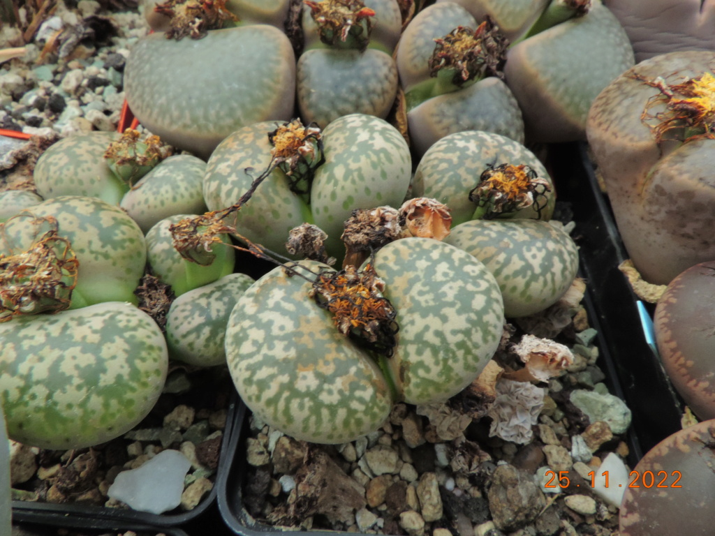 Cacti and Sukkulent in Köln, every day new flowers in the greenhouse Part 282 Bil10108