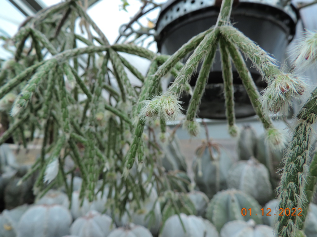 Cacti and Sukkulent in Köln, every day new flowers in the greenhouse Part 283 Bil10111