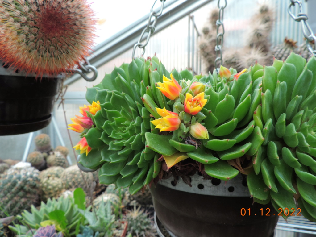 Cacti and Sukkulent in Köln, every day new flowers in the greenhouse Part 283 Bil10113