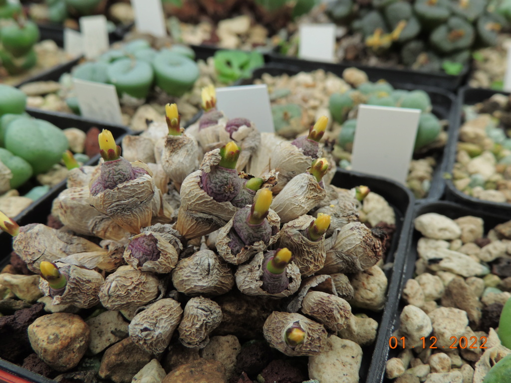 Cacti and Sukkulent in Köln, every day new flowers in the greenhouse Part 283 Bil10114