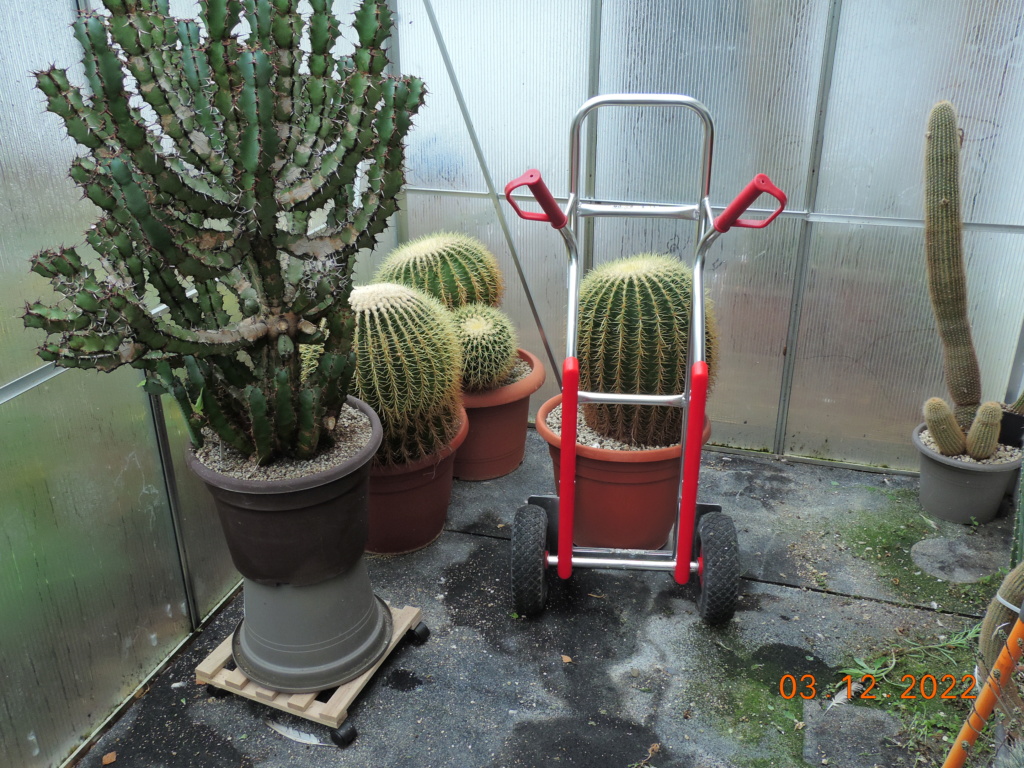Cacti and Sukkulent in Köln, every day new flowers in the greenhouse Part 283 Bil10126