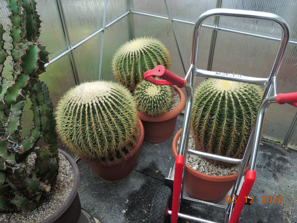 Cacti and Sukkulent in Köln, every day new flowers in the greenhouse Part 283 Bil10127