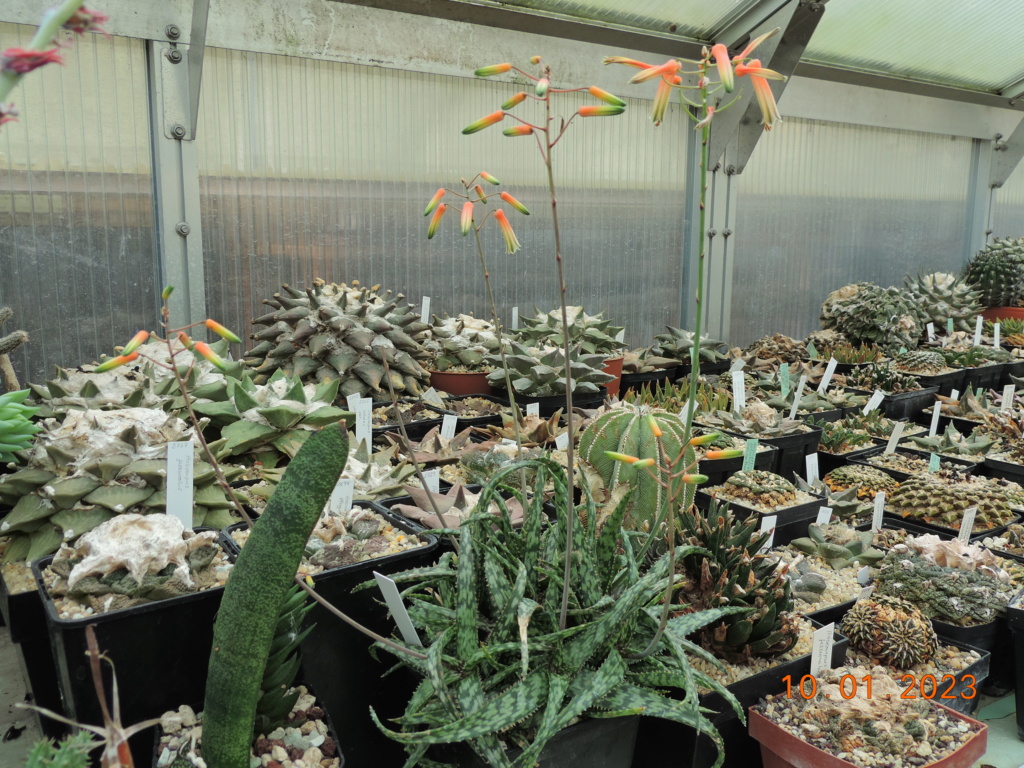Cacti and Sukkulent in Köln, every day new flowers in the greenhouse Part 283 Bil10136
