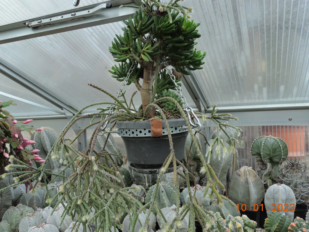 Cacti and Sukkulent in Köln, every day new flowers in the greenhouse Part 283 Bil10142