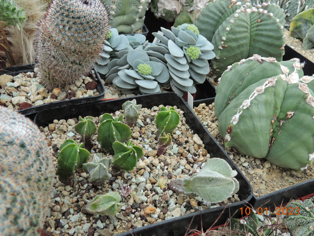 Cacti and Sukkulent in Köln, every day new flowers in the greenhouse Part 283 Bil10143