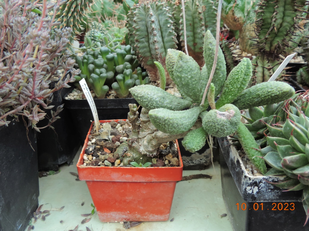 Cacti and Sukkulent in Köln, every day new flowers in the greenhouse Part 283 Bil10150