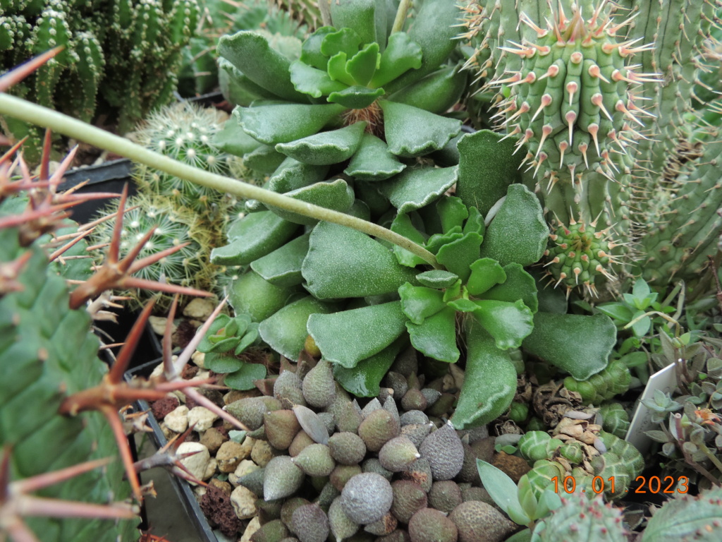 Cacti and Sukkulent in Köln, every day new flowers in the greenhouse Part 283 Bil10151