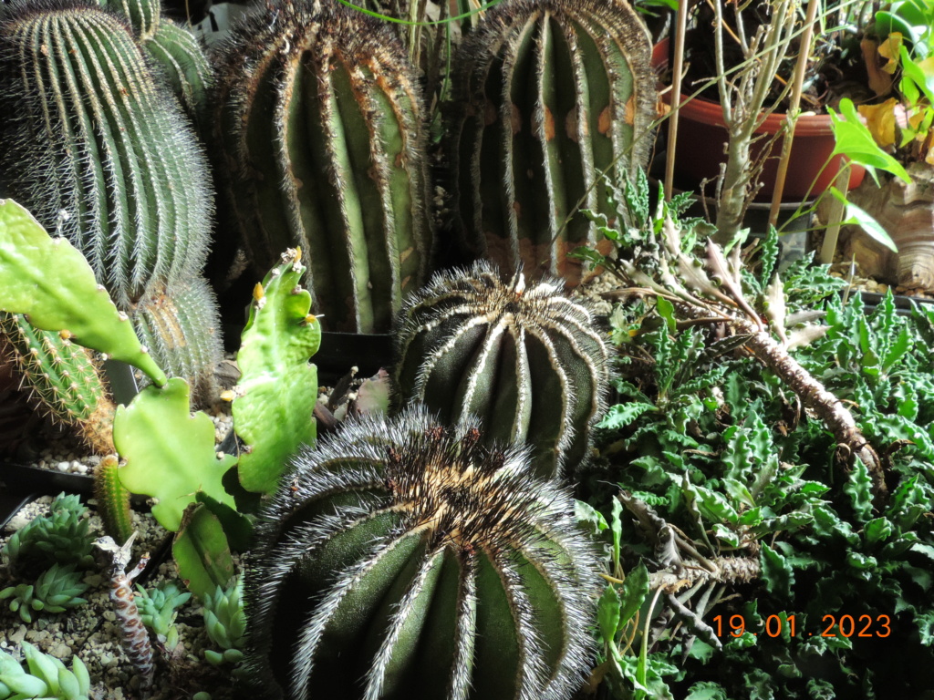 Cacti and Sukkulent in Köln, every day new flowers in the greenhouse Part 283 Bil10154