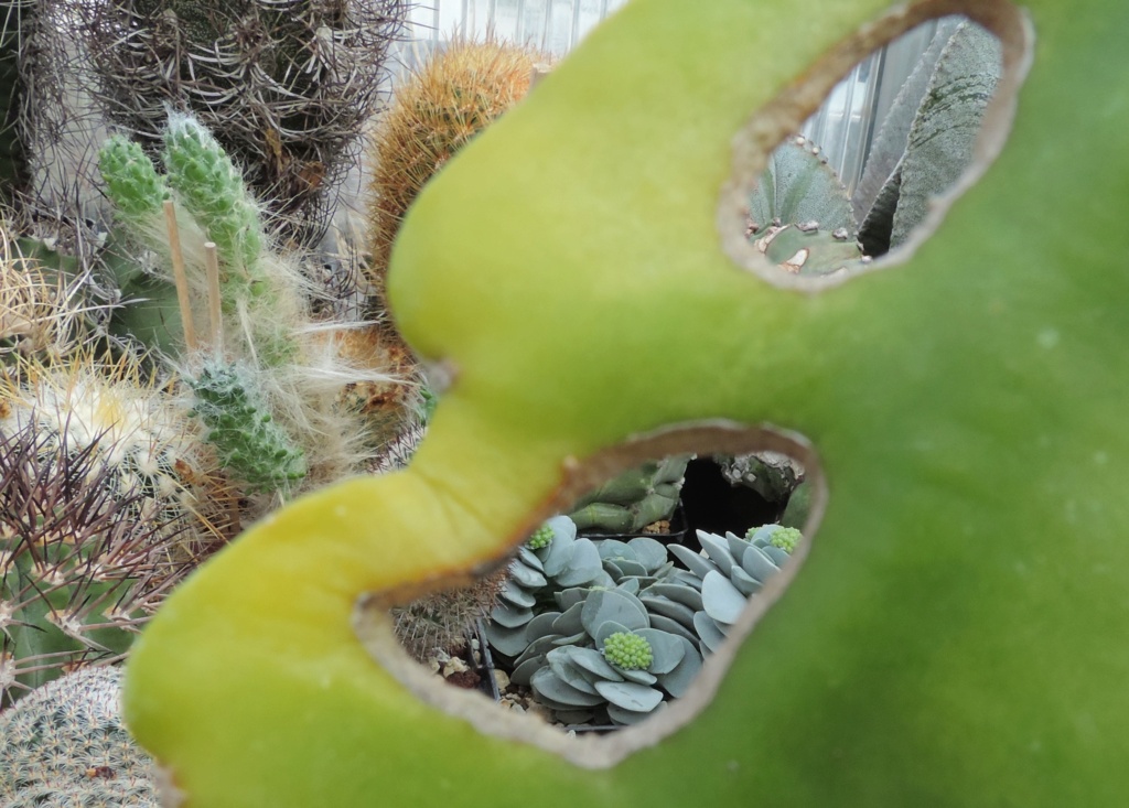 Cacti and Sukkulent in Köln, every day new flowers in the greenhouse Part 283 Bil10156