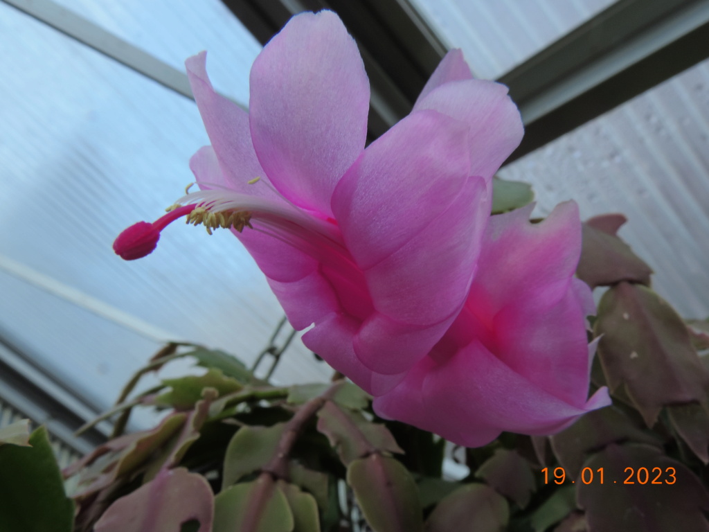 Cacti and Sukkulent in Köln, every day new flowers in the greenhouse Part 283 Bil10160