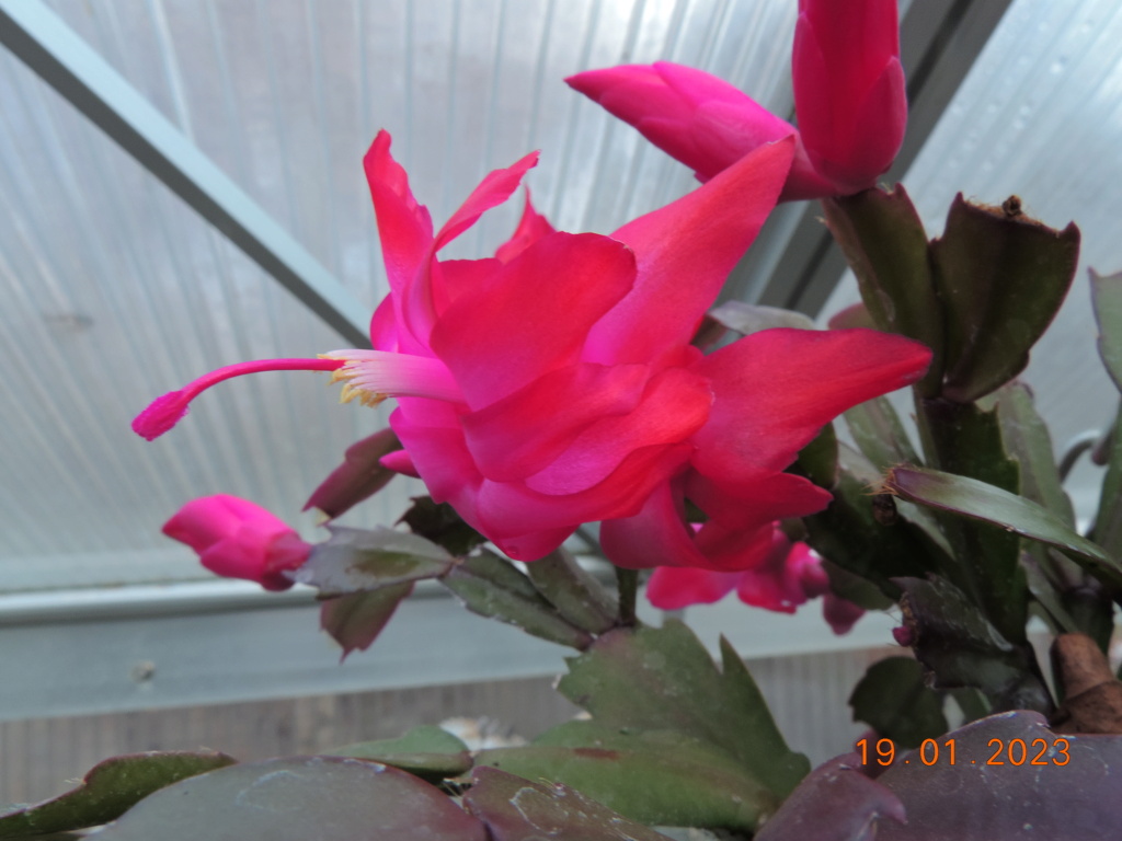 Cacti and Sukkulent in Köln, every day new flowers in the greenhouse Part 283 Bil10161