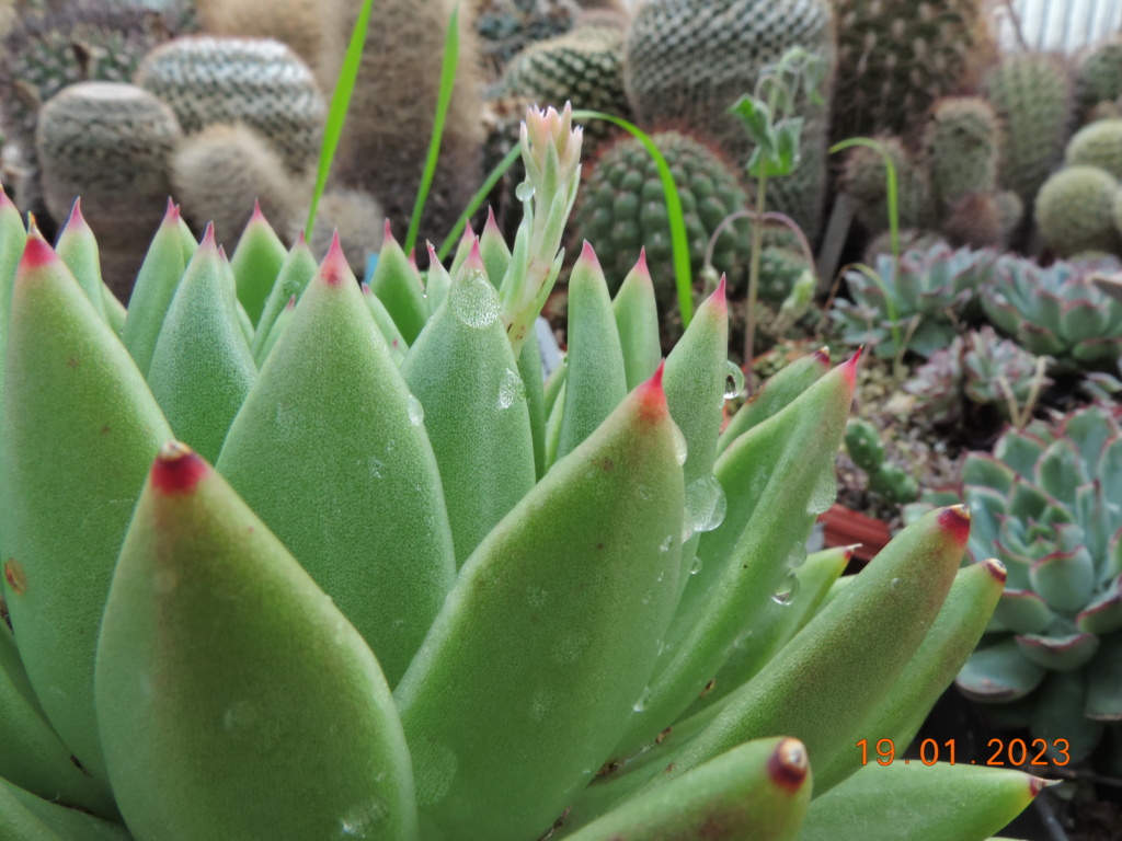 Cacti and Sukkulent in Köln, every day new flowers in the greenhouse Part 283 Bil10163
