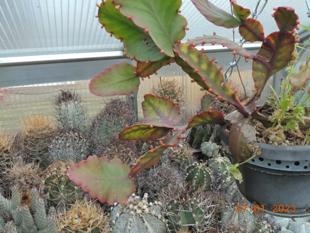 Cacti and Sukkulent in Köln, every day new flowers in the greenhouse Part 283 Bil10171