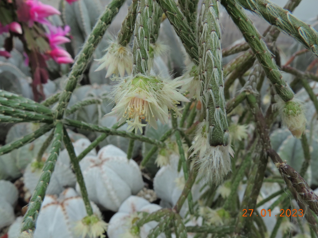 Cacti and Sukkulent in Köln, every day new flowers in the greenhouse Part 283 Bil10172
