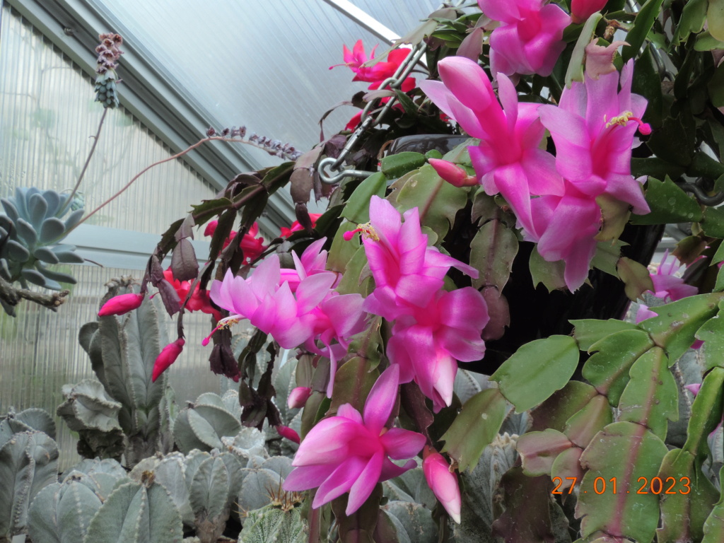Cacti and Sukkulent in Köln, every day new flowers in the greenhouse Part 283 Bil10173