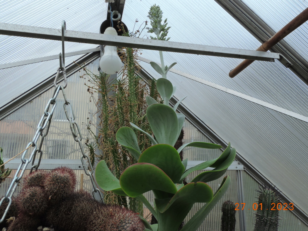 Cacti and Sukkulent in Köln, every day new flowers in the greenhouse Part 283 Bil10177