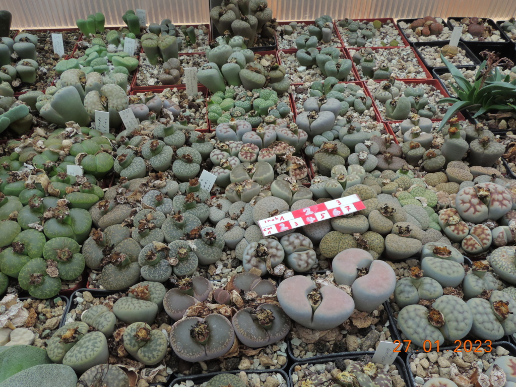 Cacti and Sukkulent in Köln, every day new flowers in the greenhouse Part 283 Bil10183