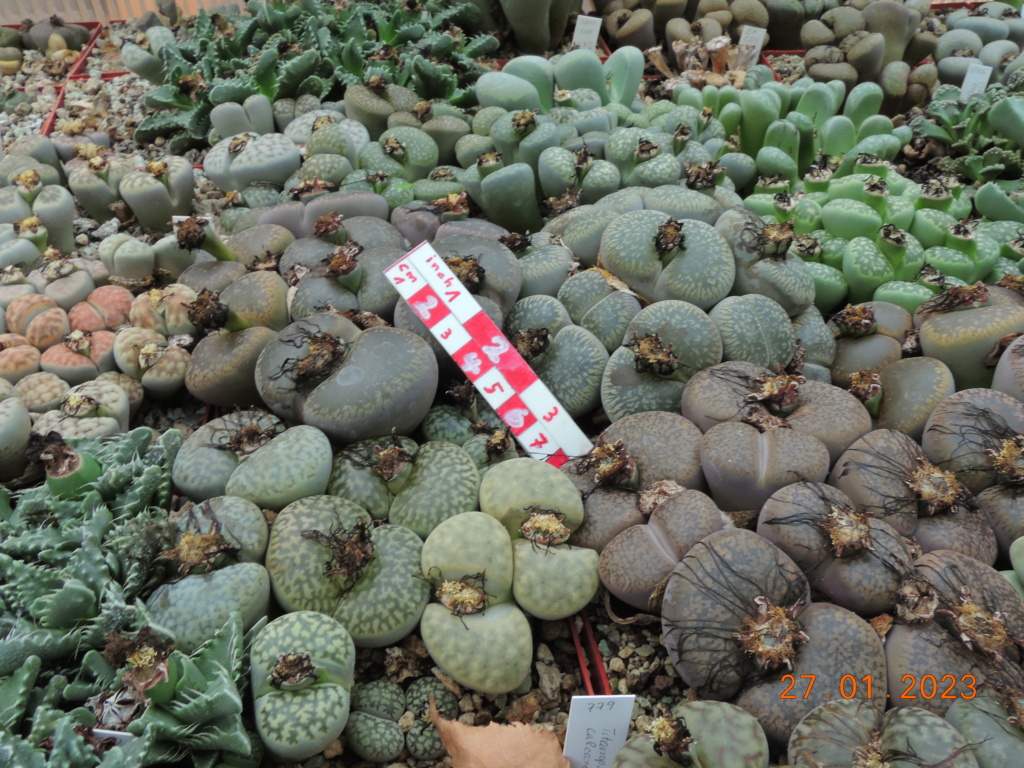 Cacti and Sukkulent in Köln, every day new flowers in the greenhouse Part 283 Bil10184