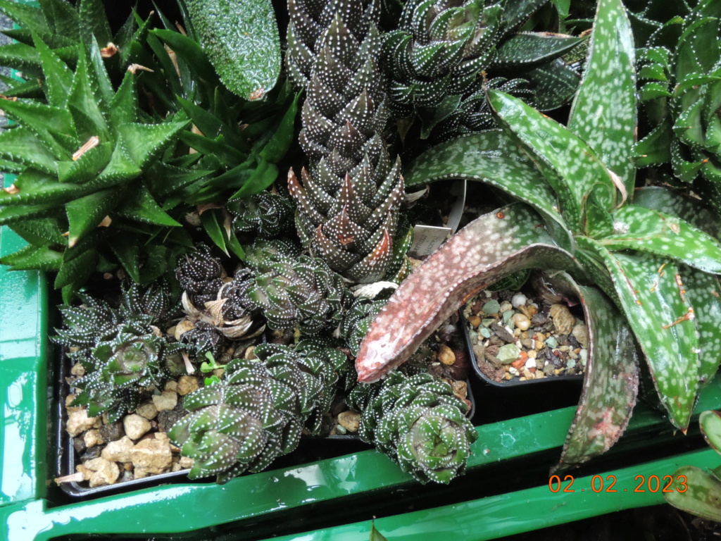 Cacti and Sukkulent in Köln, every day new flowers in the greenhouse Part 284 Bil10200