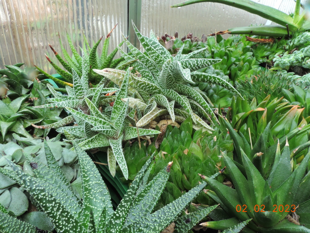 Cacti and Sukkulent in Köln, every day new flowers in the greenhouse Part 284 Bil10226