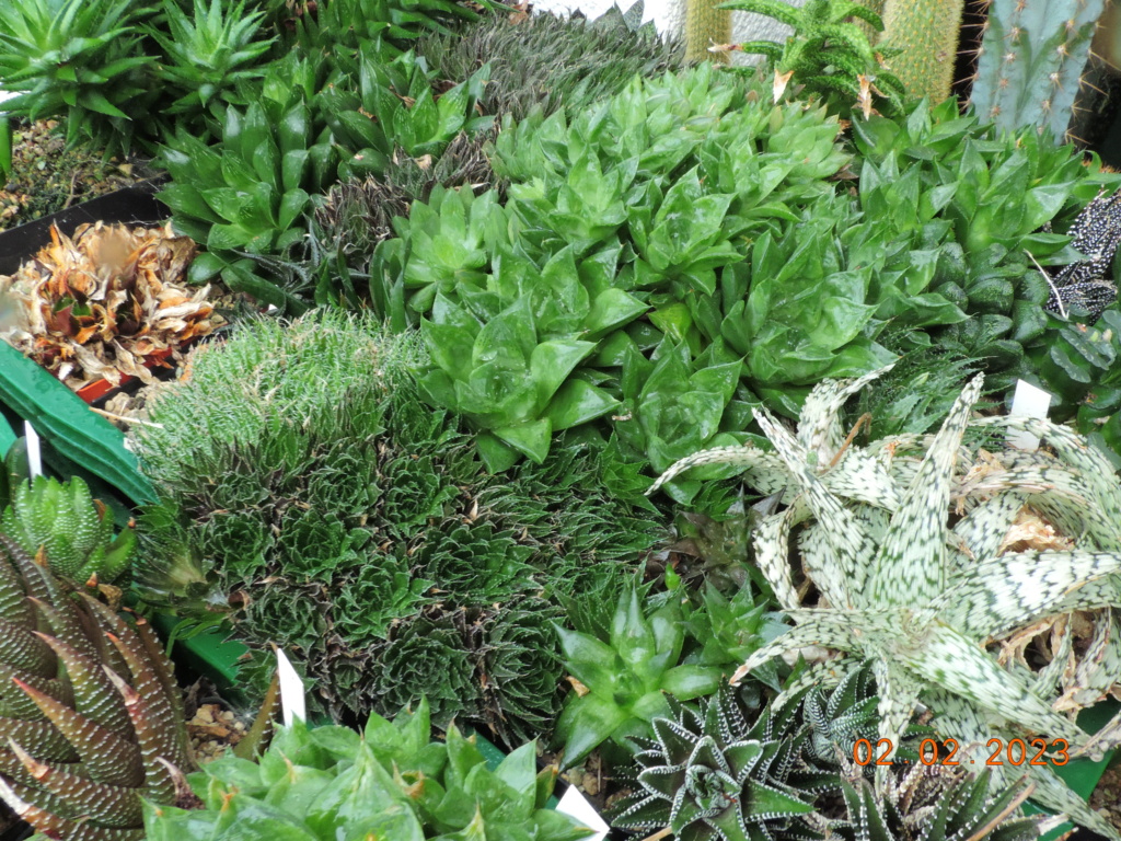 Cacti and Sukkulent in Köln, every day new flowers in the greenhouse Part 284 Bil10232