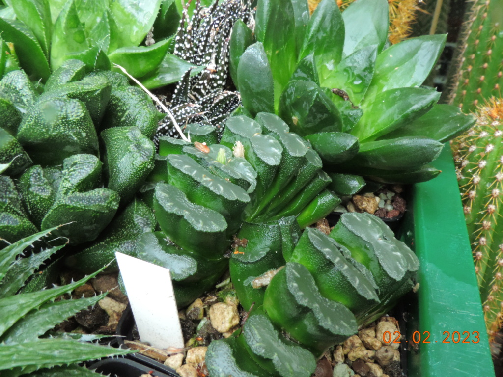 Cacti and Sukkulent in Köln, every day new flowers in the greenhouse Part 284 Bil10233