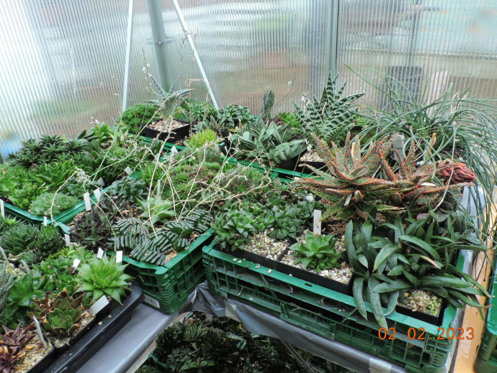 Cacti and Sukkulent in Köln, every day new flowers in the greenhouse Part 284 Bil10235