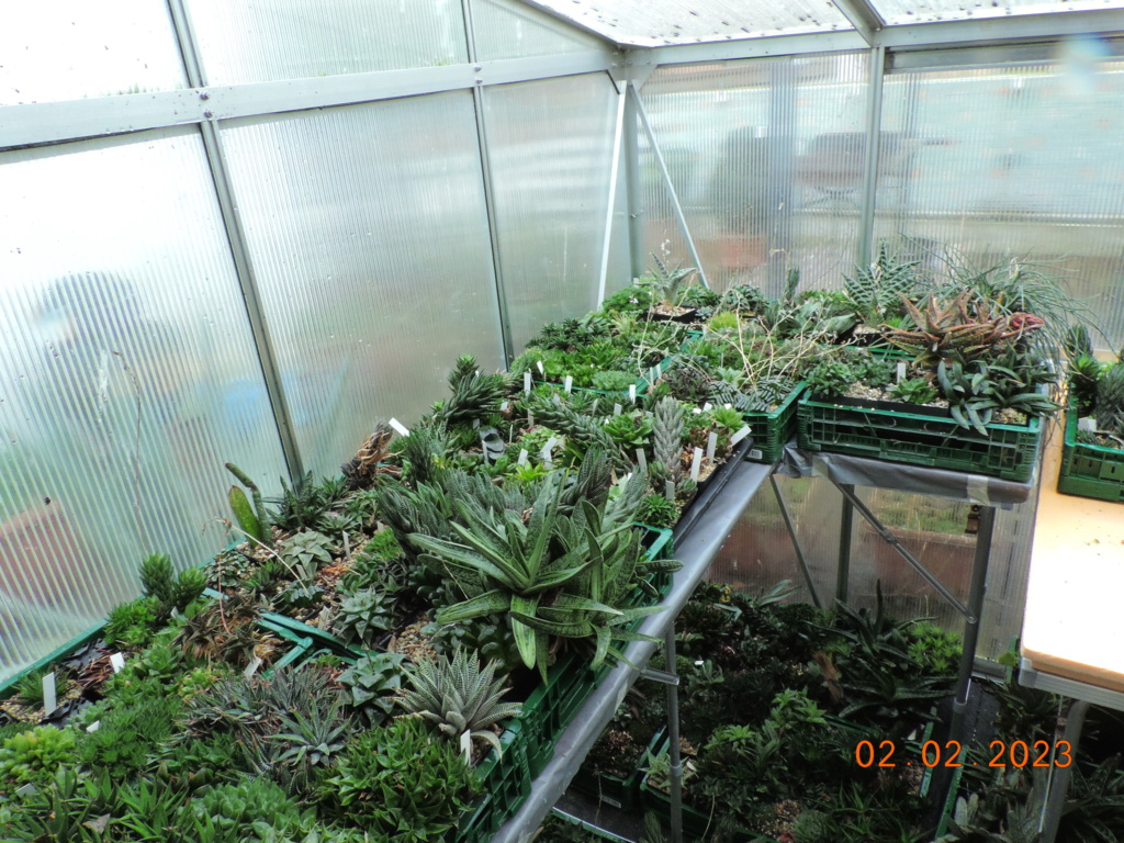 Cacti and Sukkulent in Köln, every day new flowers in the greenhouse Part 284 Bil10236