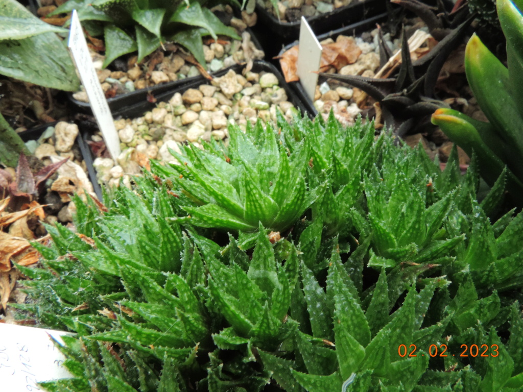 Cacti and Sukkulent in Köln, every day new flowers in the greenhouse Part 284 Bil10246