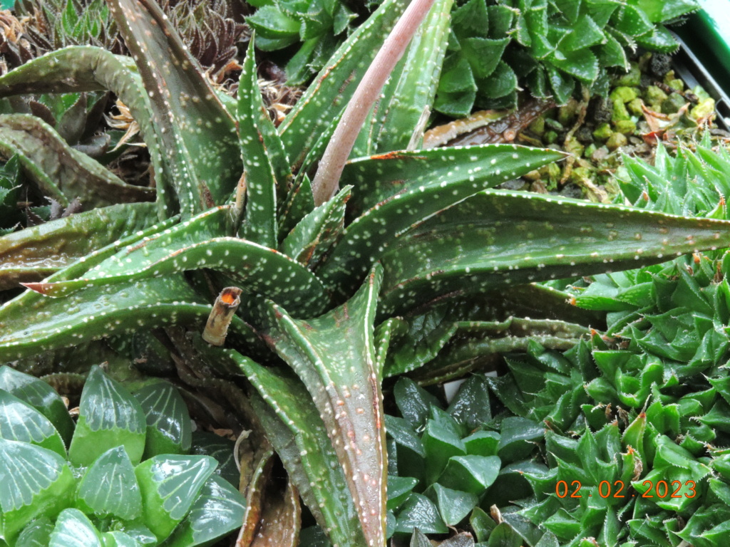 Cacti and Sukkulent in Köln, every day new flowers in the greenhouse Part 284 Bil10262