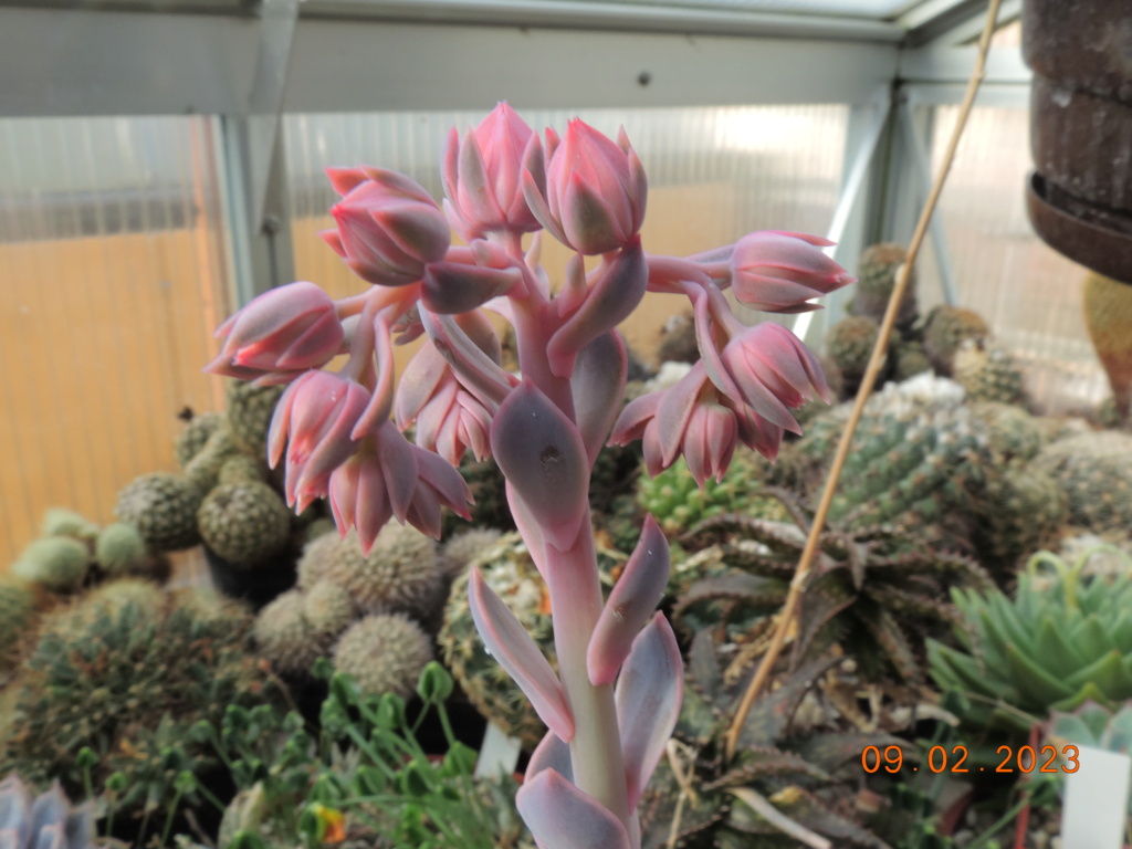 Cacti and Sukkulent in Köln, every day new flowers in the greenhouse Part 284 Bil10268